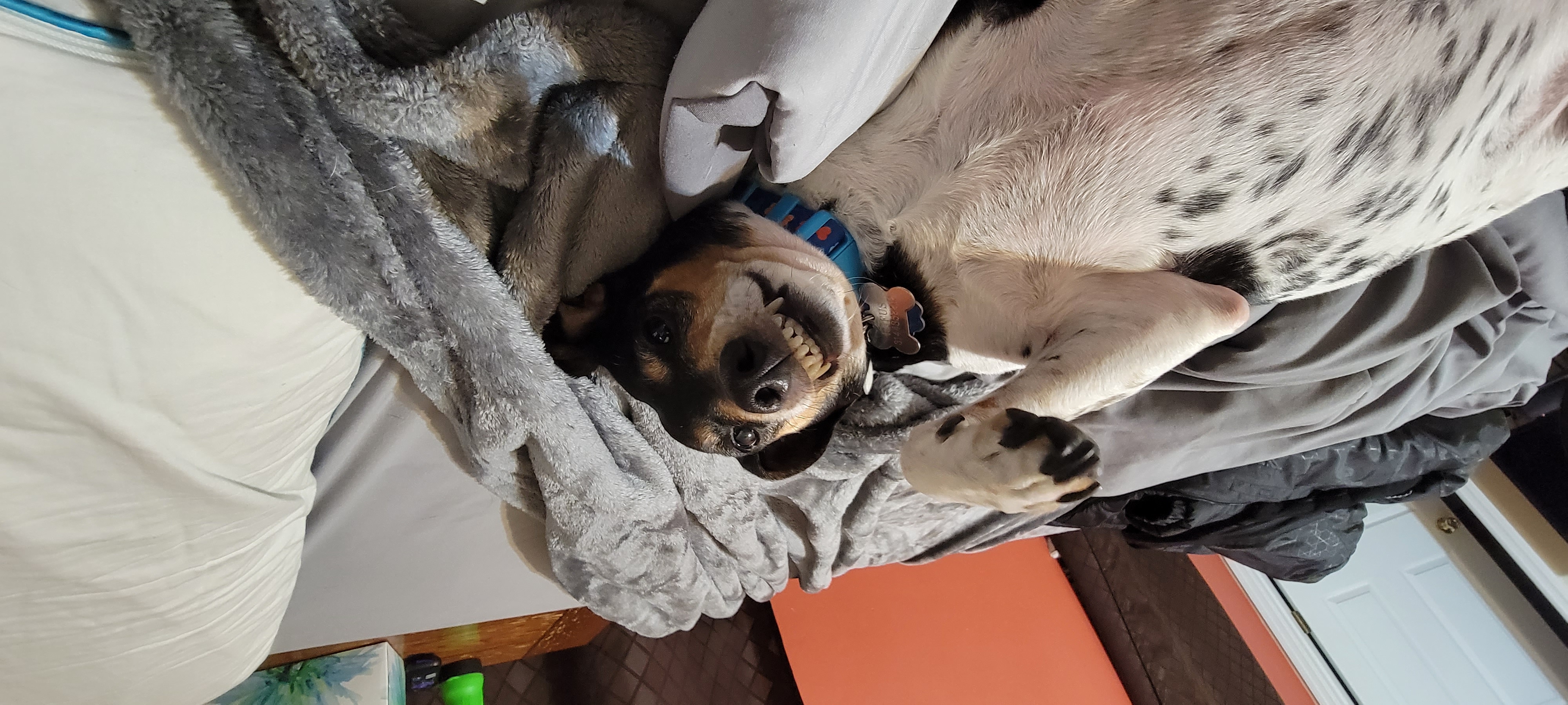 Rufus the JIL Technology office dog posing as Junior Systems Administrator