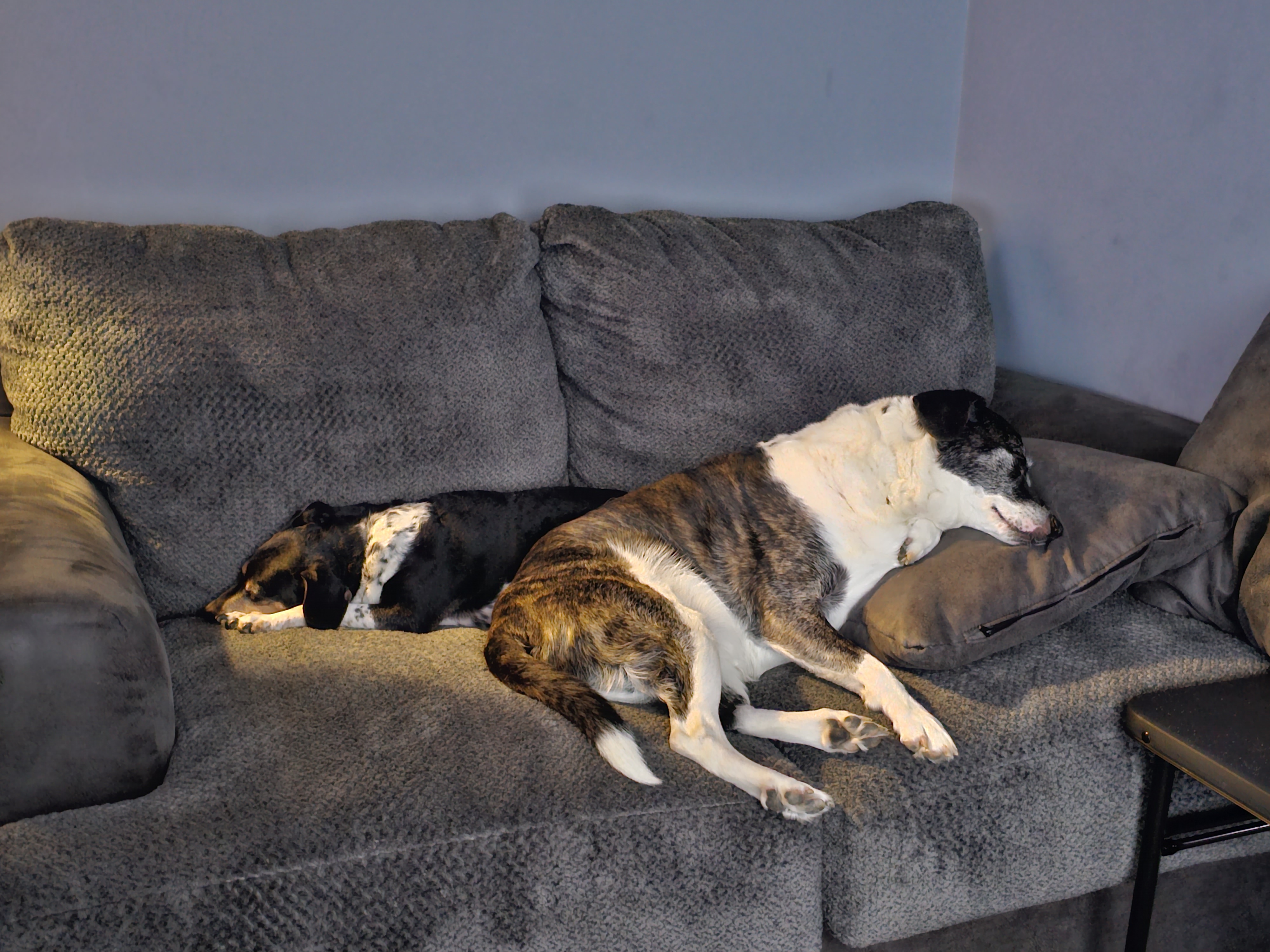 Rufus and Lucy together, the JIL Technology debugging team