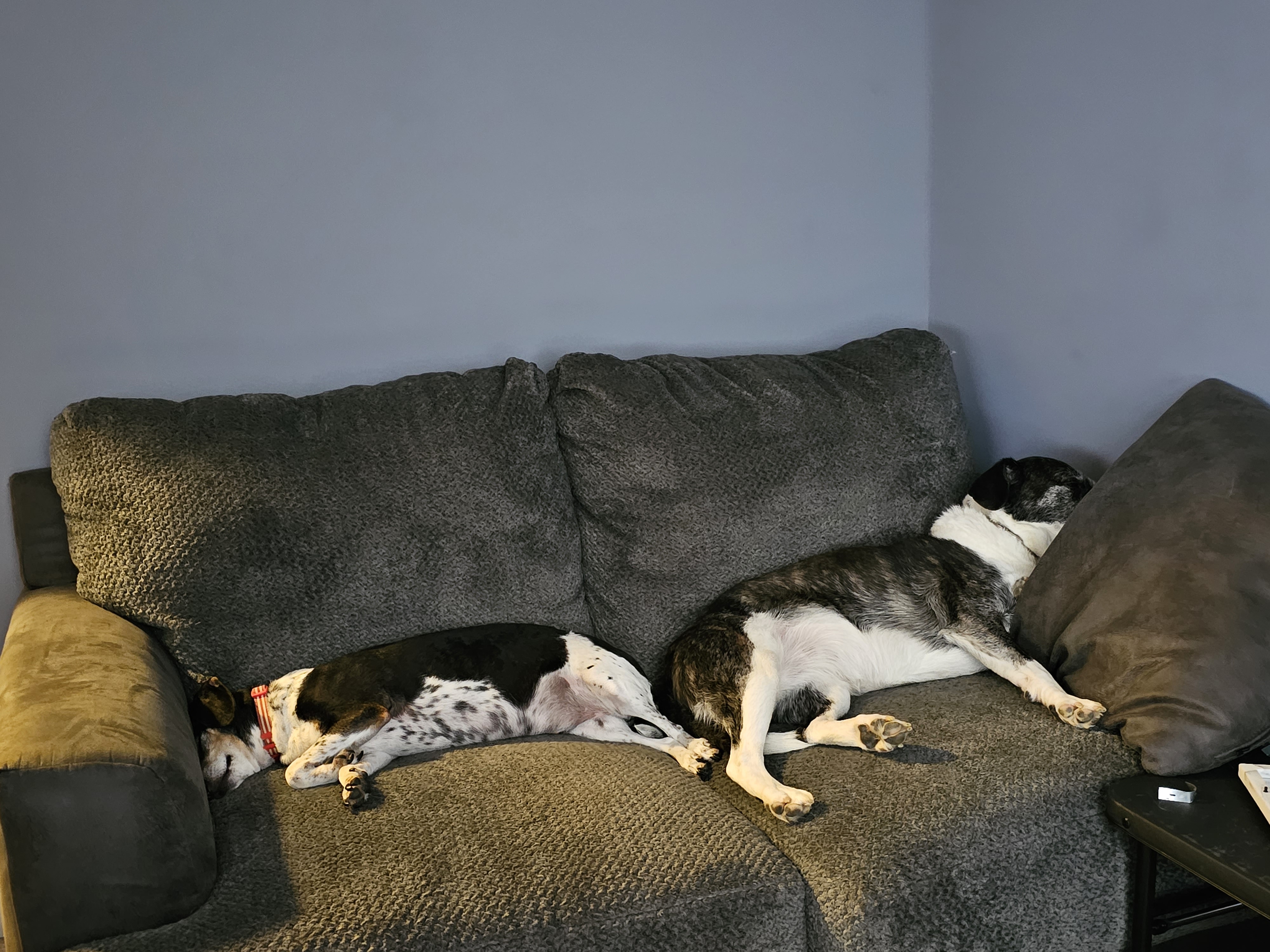 Rufus and Lucy on-call as IT support specialists at JIL Technology