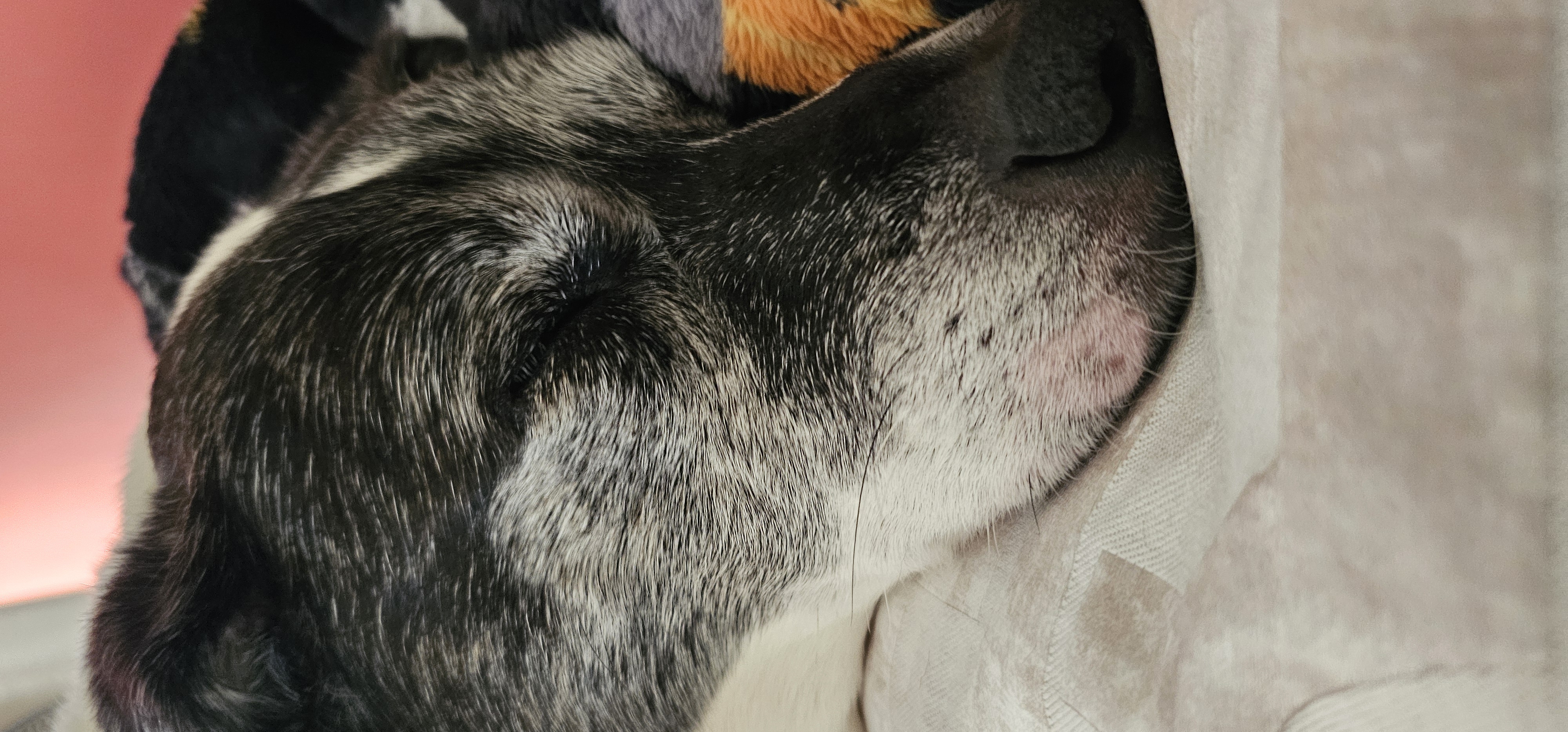 Lucy the office dog, Head of Cybersecurity at JIL Technology