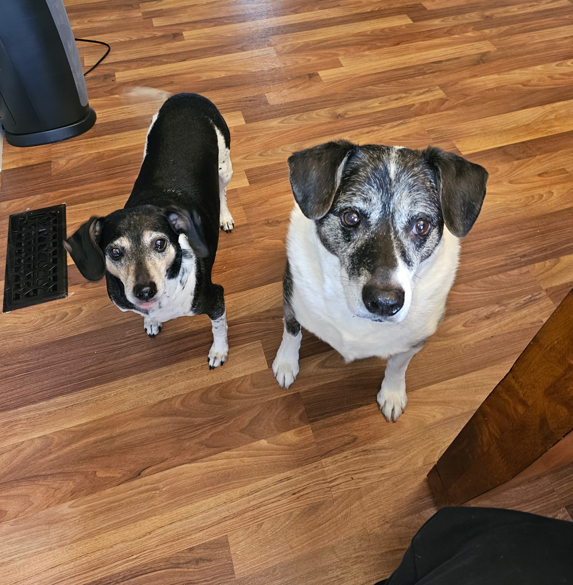 Rufus and Lucy together, the full JIL Technology office dog team