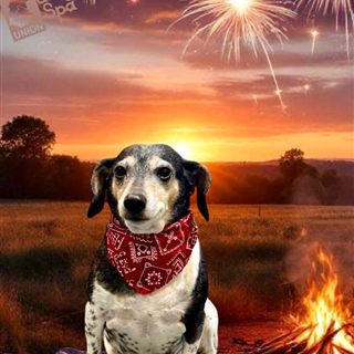 JIL office dog with fireworks
